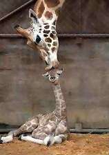 amour parental animal, girafe.