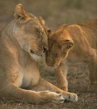 amour parental animal, lion.
